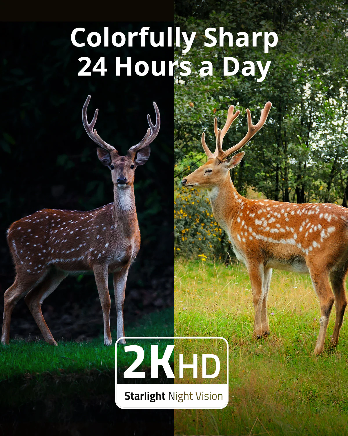 4G Starlight Camera - Image 3